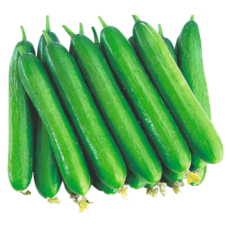Simar Cucumber From Known You Seed (India) (1)-KYI